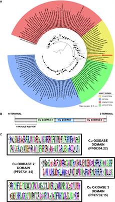 RNAi-Mediated Suppression of Laccase2 Impairs Cuticle Tanning and Molting in the Cotton Boll Weevil (Anthonomus grandis)